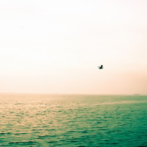 Pursuit of Happiness